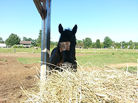 A horse eating hay outdoors