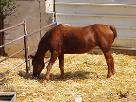 horse eating hay3
