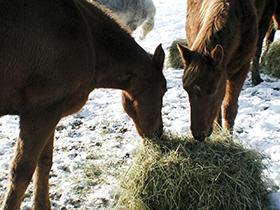 Two horses eating hay outdoors