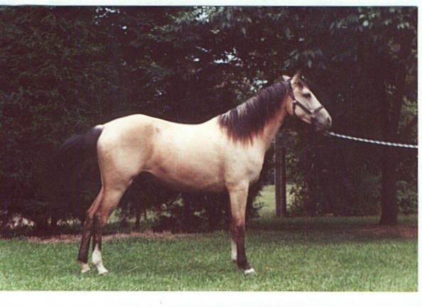 kimble-horse5