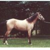 kimble-horse5